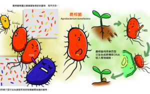 農桿菌的攻擊策略：如何與競爭對手攻防